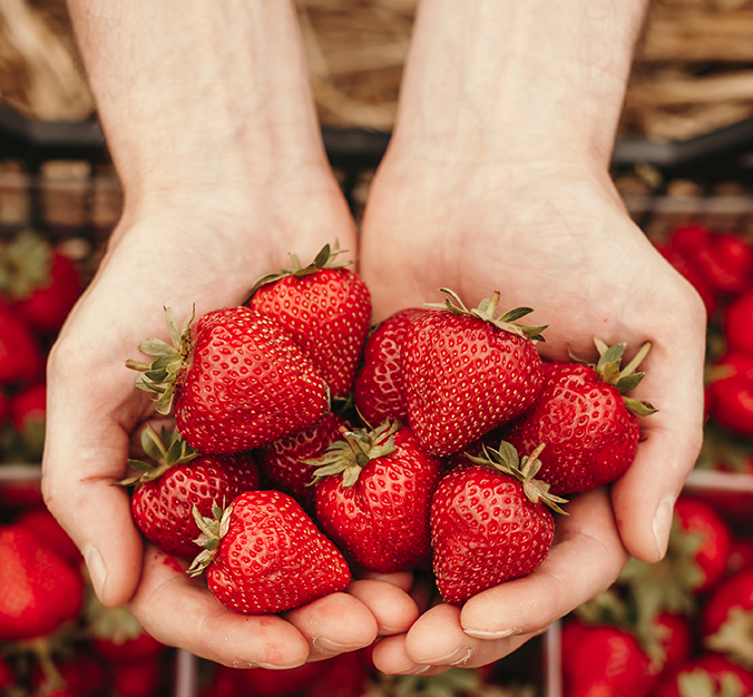 koestliche dahoam Erdbeeren von Adlmeier Erdbeeren suess aromatisch Genuss pur