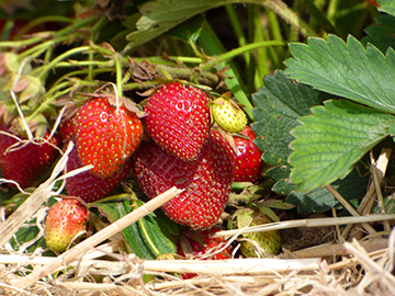 Erdbeere-auf-Stroh_P1010010.jpg