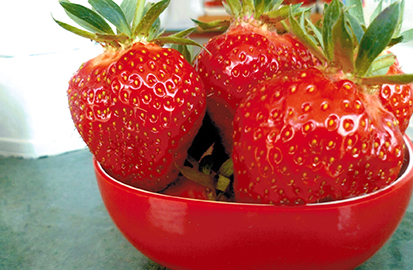 Erdbeeren in bester Qualität von Adlmeier gesunder Sommergenuss mit Adlmeier Erdbeeren