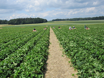 Blumenstock-006.jpg