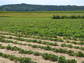 Erdbeerfeld von Adlmeier Erdbeeren