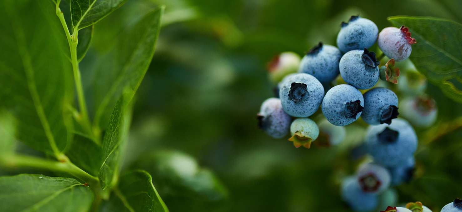 Blaubeeren frische-rote-erdbeeren-in-zwei-pappschalen-auf-erdbeerfeld