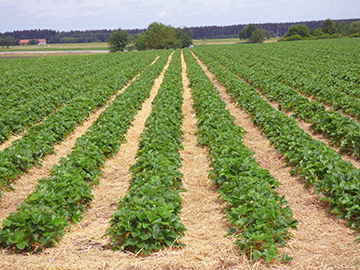 Erdbeerfeld von Adlmeier Erdbeeren, Erdbeeren von dahoam