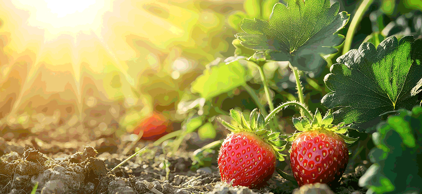 erdbeeren-in-sonne-auf-feld_2gif frische-rote-erdbeeren-in-zwei-pappschalen-auf-erdbeerfeld