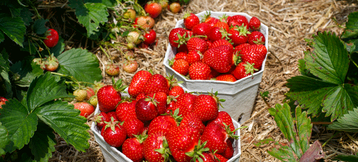 frische-rote-erdbeeren-in-zwei-pappschalen-auf-erdbeerfeld frische-rote-erdbeeren-in-zwei-pappschalen-auf-erdbeerfeld